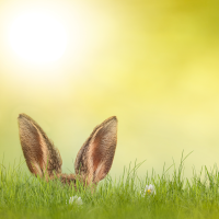 Bunny ears in meadow